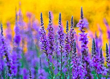 斯宾塞夸《绝地潜兵2》很优秀：不满PS独占但能理解